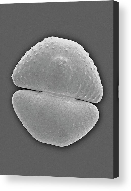 29753d Acrylic Print featuring the photograph Placoderm Desmid (cosmarium Botrytis) #3 by Dennis Kunkel Microscopy/science Photo Library