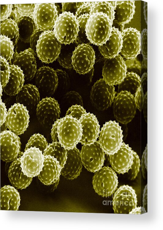 Allergen Acrylic Print featuring the photograph Ragweed Pollen Sem #3 by David M. Phillips / The Population Council