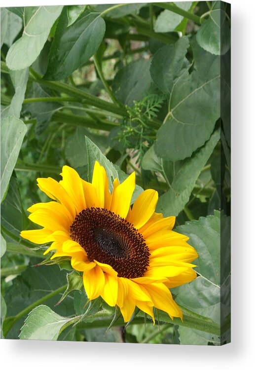 Flower Acrylic Print featuring the photograph Sunflower #36 by Bonnie Sue Rauch