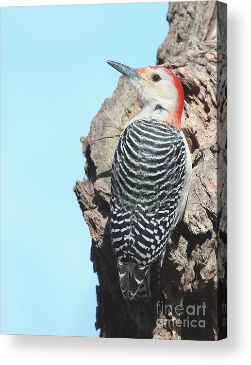 Nature Acrylic Print featuring the photograph Red-bellied Woodpecker #44 by Jack R Brock