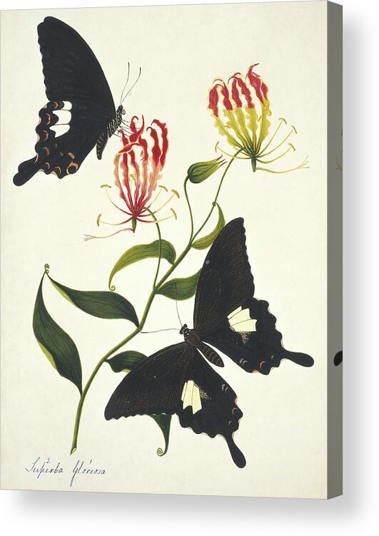 Gloriosa Superba Acrylic Print featuring the photograph Indian Butterflies And Flowers #5 by Natural History Museum, London/science Photo Library