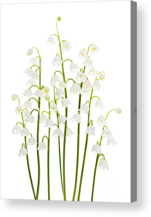 Flower Acrylic Print featuring the photograph Lily-of-the-valley flowers arrangement by Elena Elisseeva