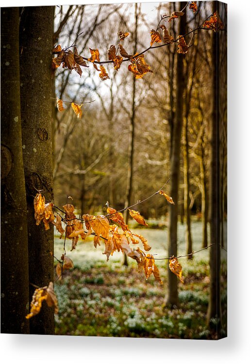 Berkshire Acrylic Print featuring the photograph Snowdrop Woods #6 by Mark Llewellyn