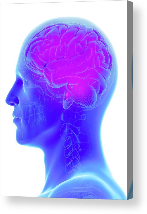 Artwork Acrylic Print featuring the photograph Human Brain #76 by Sebastian Kaulitzki/science Photo Library