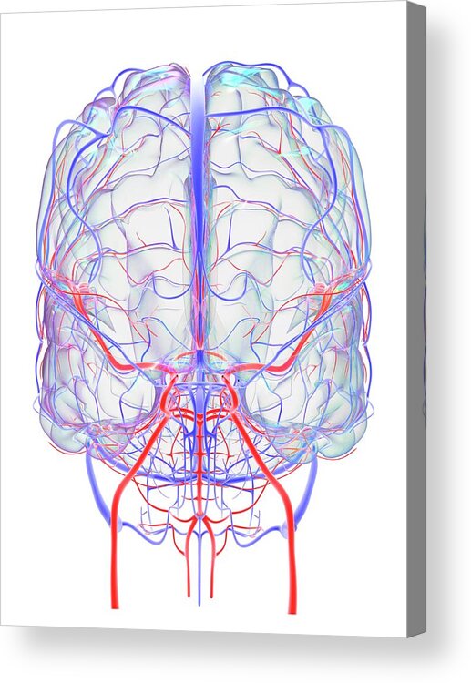 Artwork Acrylic Print featuring the photograph Brain's Blood Supply #8 by Alfred Pasieka/science Photo Library