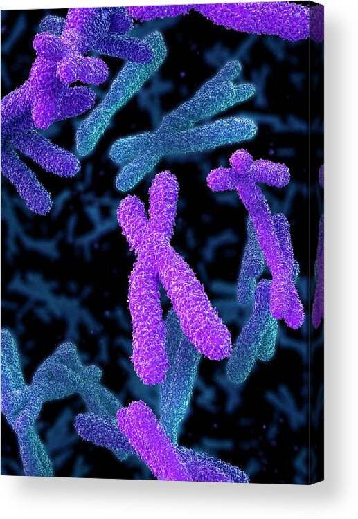 Artwork Acrylic Print featuring the photograph Chromosomes #8 by Maurizio De Angelis