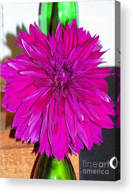 #928 D799 Dahlia Hot Pink Green Bottle Acrylic Print featuring the photograph 928 D799 Dahlia Hot Pink Green Bottle Thinking of you by Robin Lee Mccarthy Photography