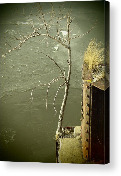 Tree Acrylic Print featuring the photograph Adversity by Thomas Young