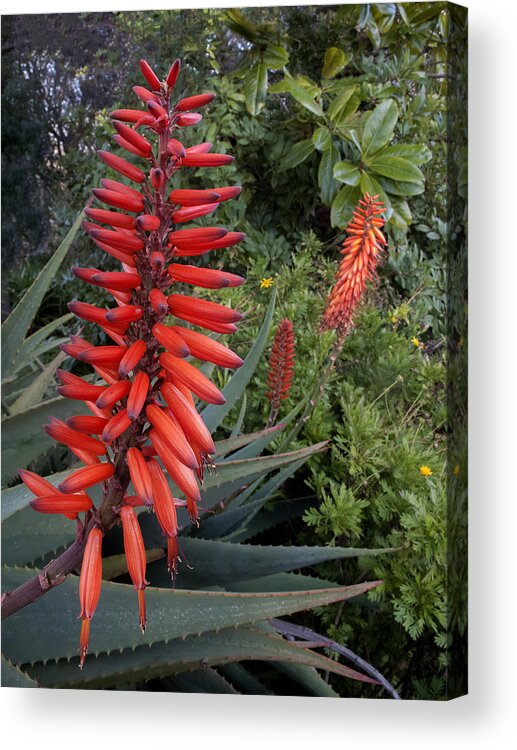 Flowers Acrylic Print featuring the photograph Aloe by Derek Dean