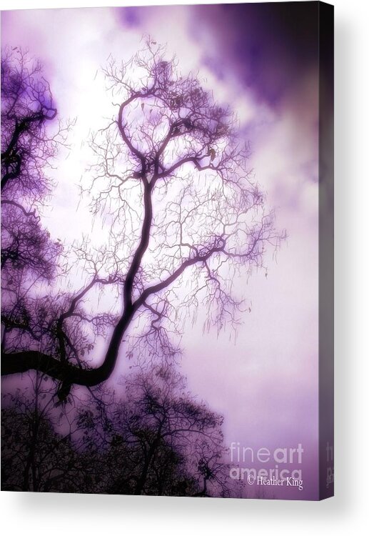 Popular Acrylic Print featuring the photograph Aloft by Heather King