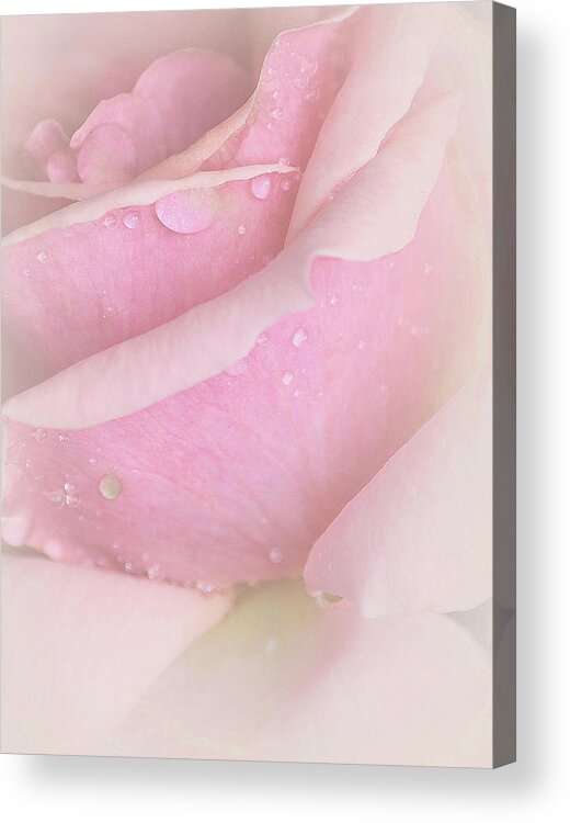 Rose Art Acrylic Print featuring the photograph Always by The Art Of Marilyn Ridoutt-Greene