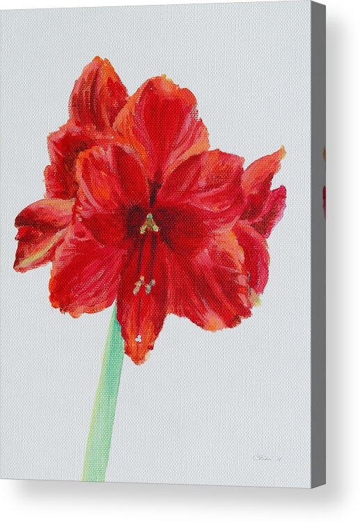 Red Acrylic Print featuring the painting Amaryllis by Michele Myers