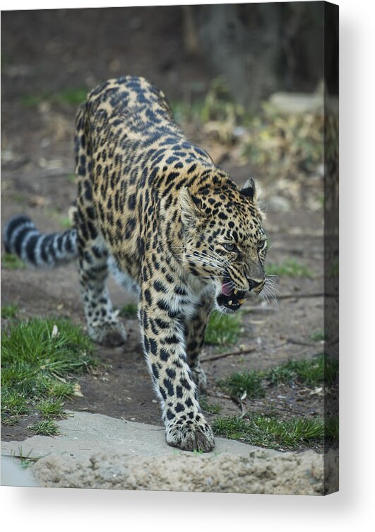 Amur Leopard Acrylic Print featuring the photograph Amur Leopard by Phil Abrams