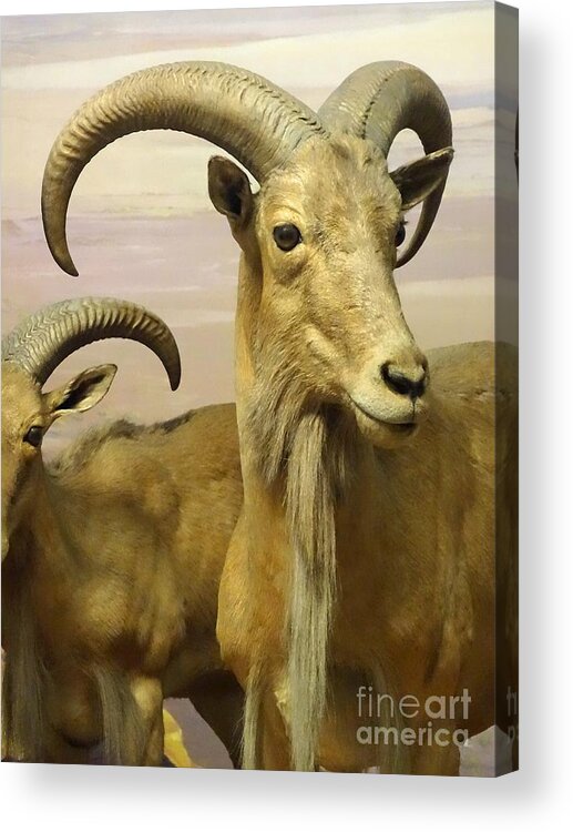 Aoudad Acrylic Print featuring the photograph Aoudad by Cindy Manero