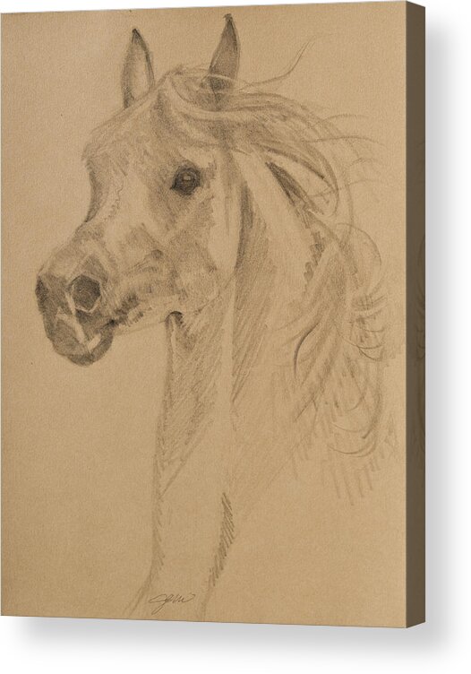 Horse Acrylic Print featuring the drawing Arabian Portrait by Jani Freimann