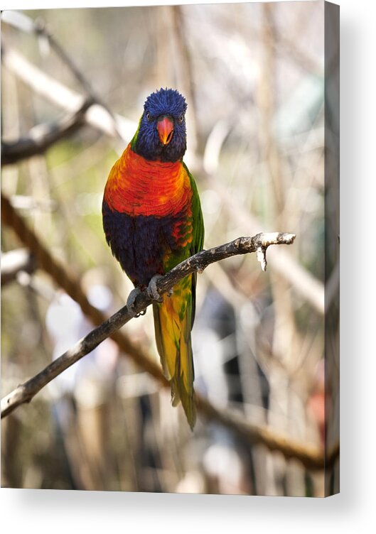 Zoo Acrylic Print featuring the photograph Are You Talking to Me by Marilyn Hunt