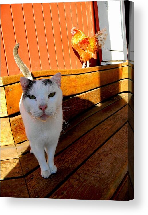Cat Acrylic Print featuring the photograph Attitude by Andrea Galiffi