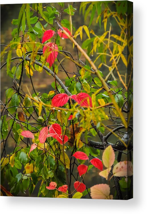 Autumn Acrylic Print featuring the photograph Autumn Rain by Robert Mitchell