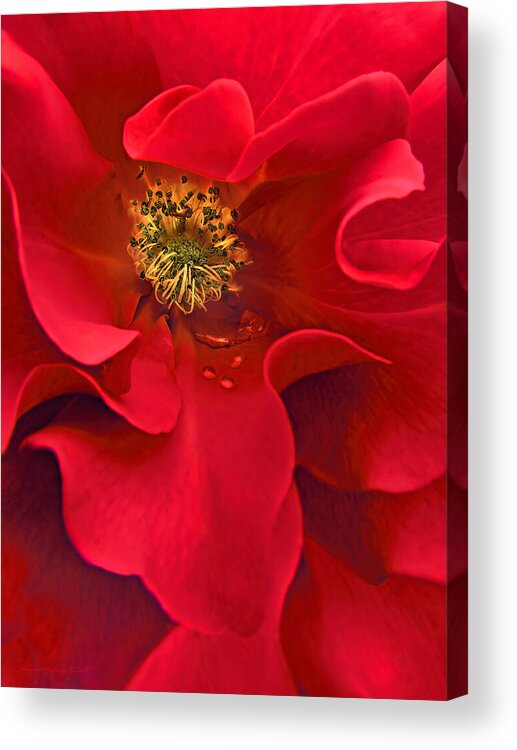 Rose Acrylic Print featuring the photograph Awakening Red Rose Flower by Jennie Marie Schell