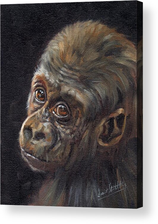 Gorilla Acrylic Print featuring the painting Baby Gorilla by David Stribbling