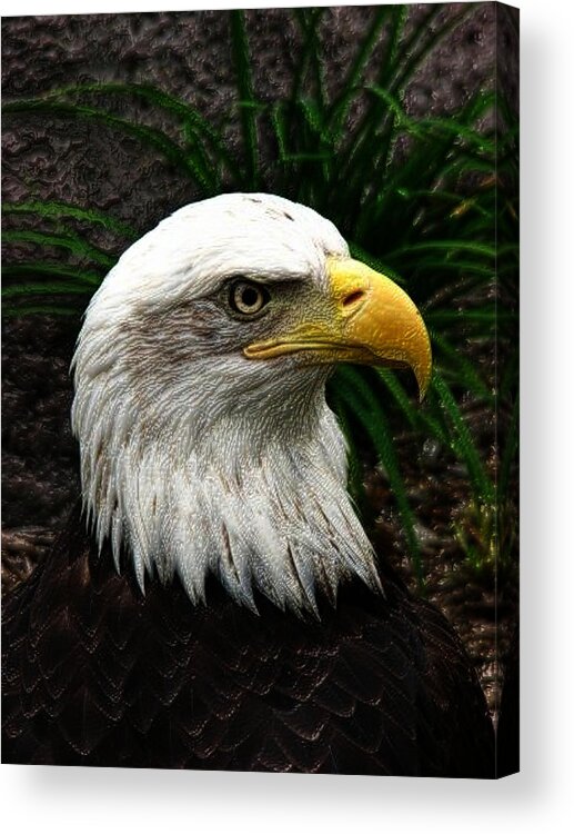 Bald Eagle Acrylic Print featuring the digital art Bald Eagle by Jeff Iverson