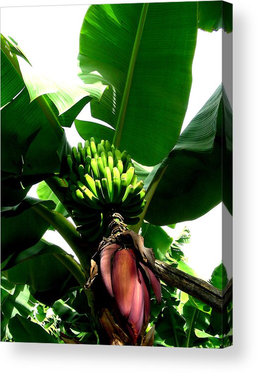 Digital Art Acrylic Print featuring the photograph Bananas by Jean Wolfrum