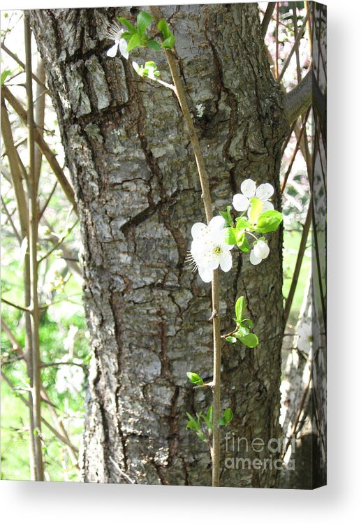 Tree Acrylic Print featuring the photograph Bark and Blossoms by Laura Hamill