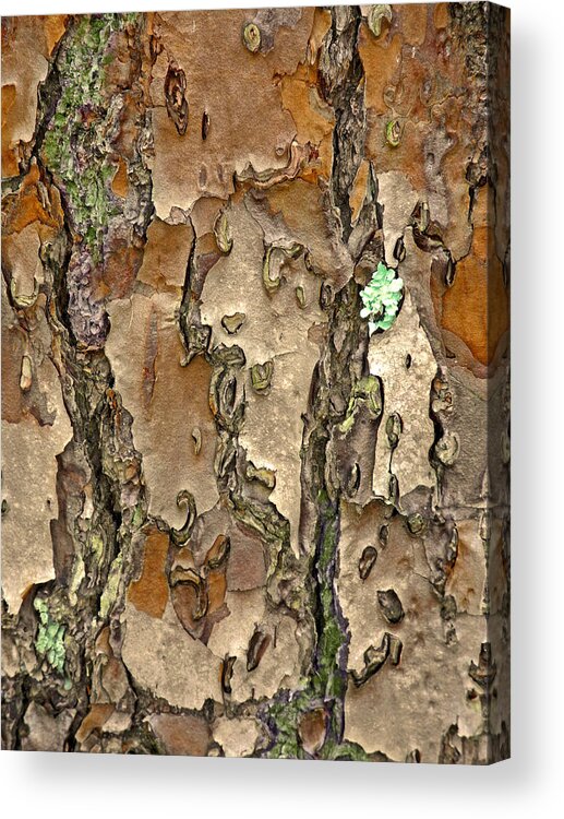 Tree Acrylic Print featuring the photograph Barkreation by Lynda Lehmann