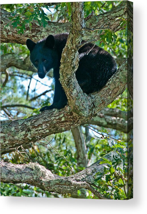 Bears Acrylic Print featuring the photograph Bear Cub Looking for Acorns by Brenda Jacobs