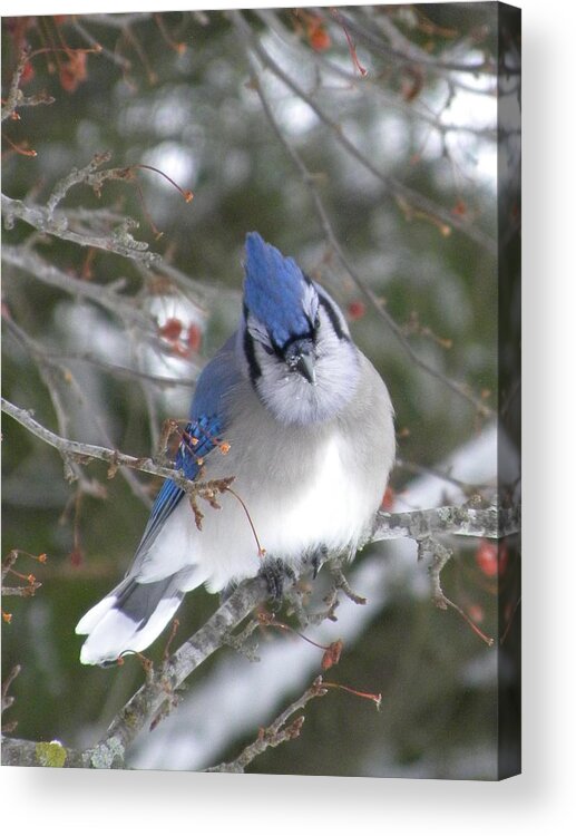 Winter Acrylic Print featuring the photograph Beautiful Blue by Peggy McDonald