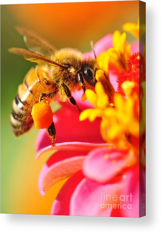 Bee Laden With Pollen Acrylic Print featuring the photograph Bee Laden with Pollen by Kaye Menner