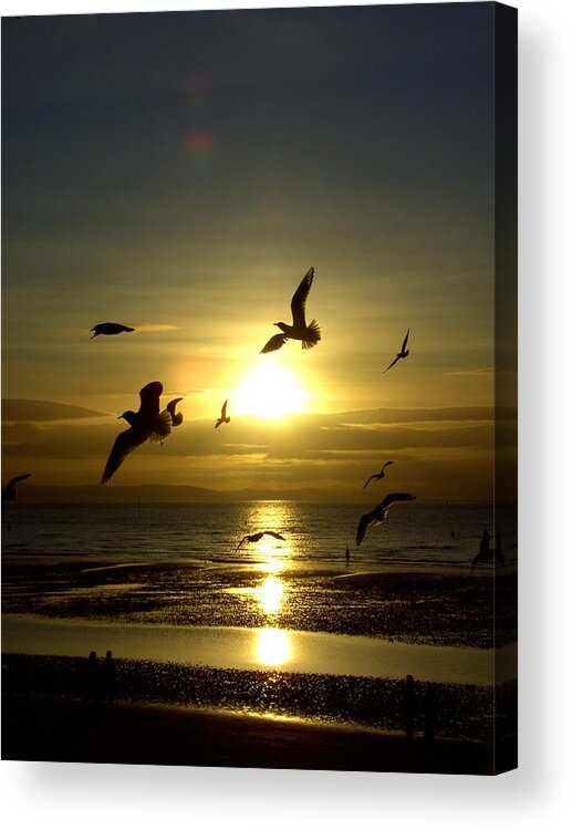 Natural Acrylic Print featuring the photograph Birds Gathering at Sunset by Steve Kearns