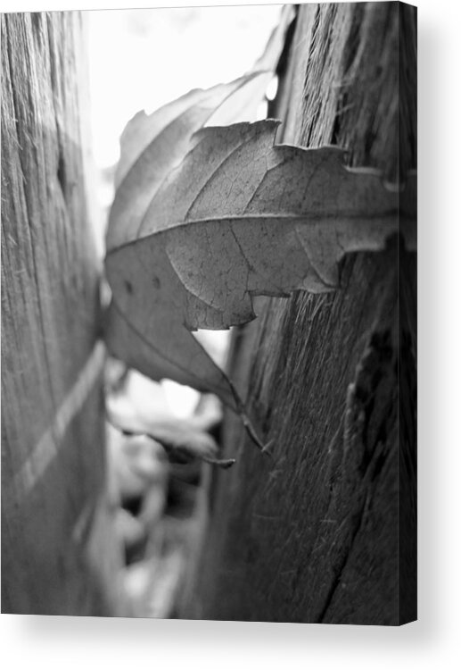 Leaf Acrylic Print featuring the photograph Black and White Leaf At Fort Watauga by Cynthia Clark