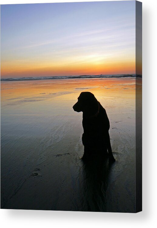 Labrador Acrylic Print featuring the photograph Black Dog Sundown by Pamela Patch