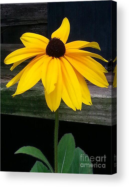Flower Acrylic Print featuring the photograph Black Eyed Susan by Donna Brown