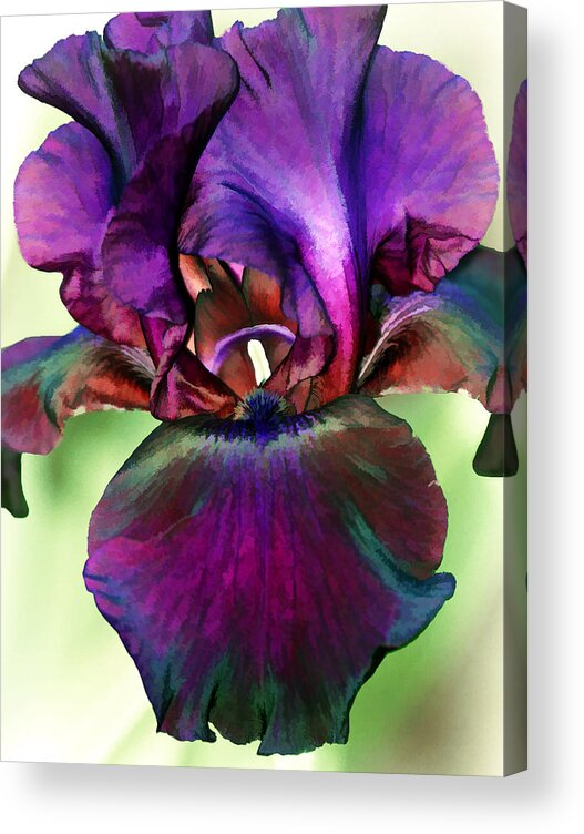 Nature Acrylic Print featuring the photograph Black Iris by Marcia Colelli