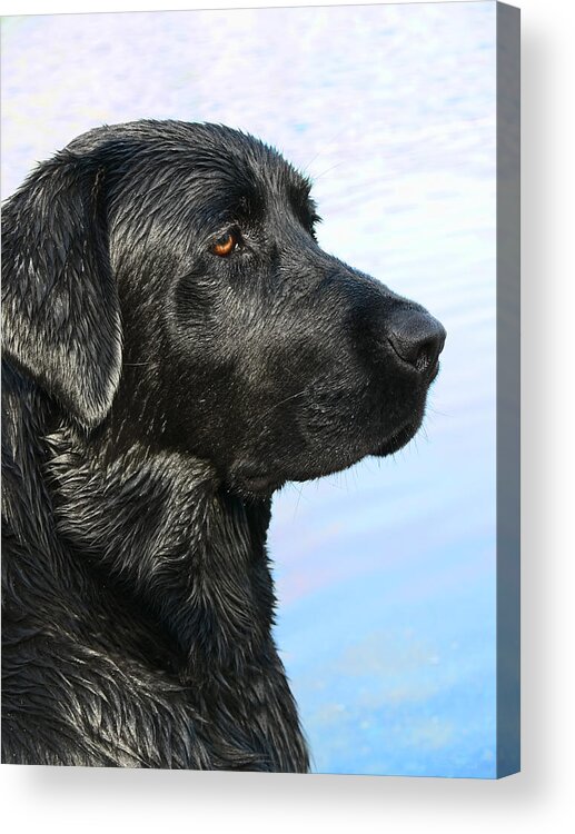 Labrador Retriever Acrylic Print featuring the photograph Black Labrador Retriever after the Swim by Jennie Marie Schell
