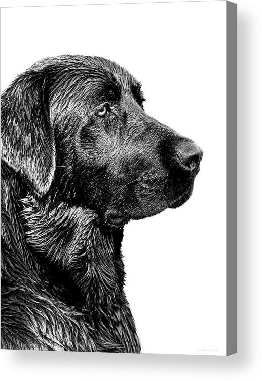 Labrador Retriever Acrylic Print featuring the photograph Black Labrador Retriever Dog Monochrome by Jennie Marie Schell