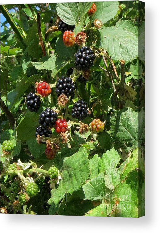 Fruits Acrylic Print featuring the photograph Blackberries by Susanne Baumann