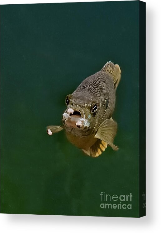 Blue Gill Acrylic Print featuring the photograph Blue Gill Feeding by Gwen Gibson