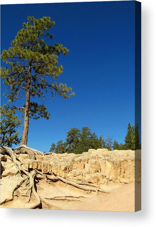 Bryce Canyon Acrylic Print featuring the photograph Bryce Canyon 166 Tree Roots by Maria Huntley