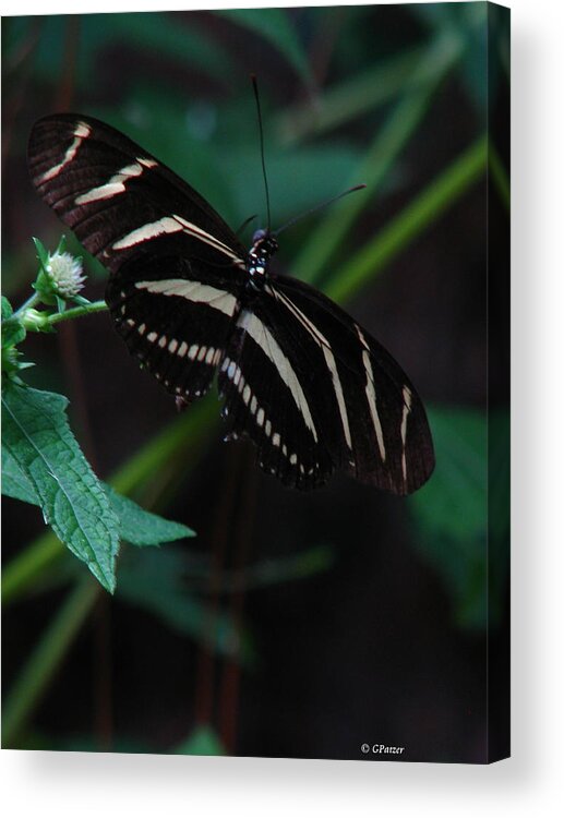 Art For The Wall...patzer Photography Acrylic Print featuring the photograph Butterfly Art 2 by Greg Patzer