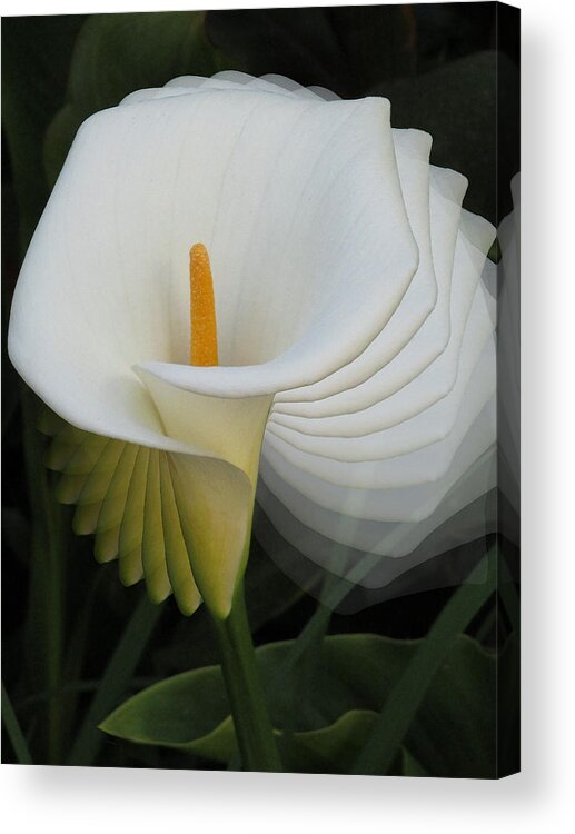 Calla Lily Acrylic Print featuring the photograph Calla Lilly Sprial by Alison Stein