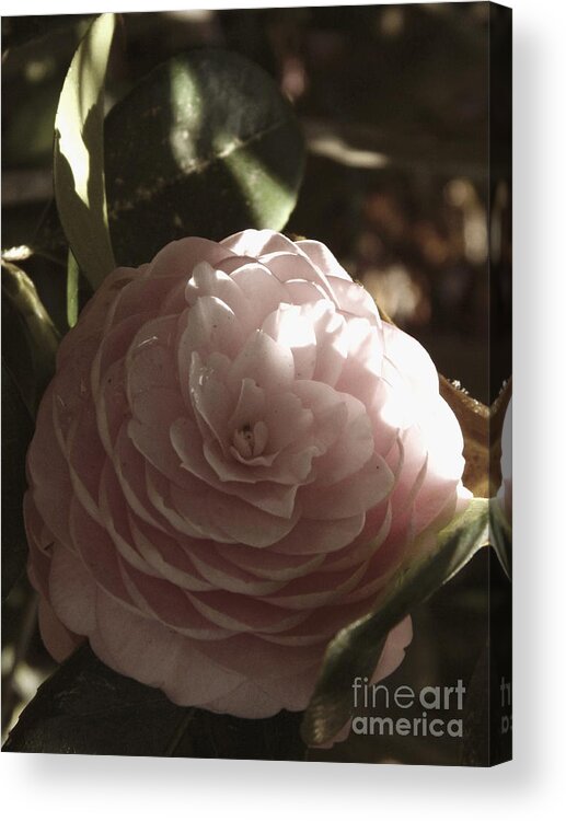 Camellia Acrylic Print featuring the photograph Camellia 2 by Andrea Anderegg