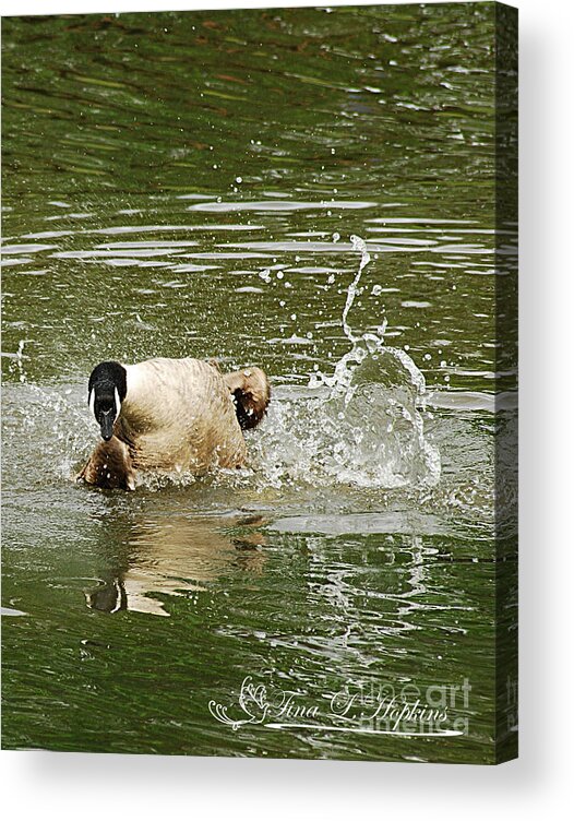 Canadian Geese Acrylic Print featuring the photograph Canada Goose 20120515_210b by Tina Hopkins