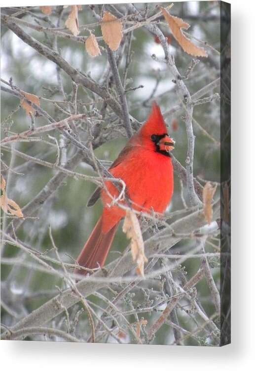 Winter Acrylic Print featuring the photograph Cardinal in December by Peggy McDonald