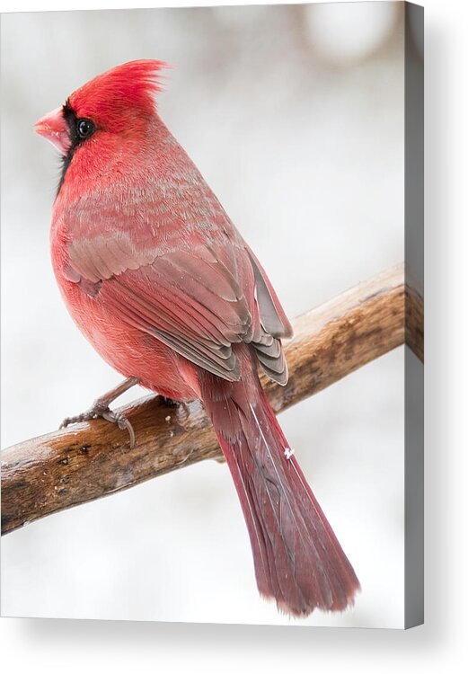 Ornithology Acrylic Print featuring the photograph Cardinal Male in Winter by A Macarthur Gurmankin
