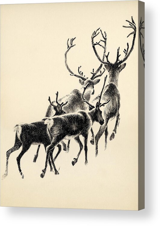 Wildlife Acrylic Print featuring the drawing Caribou by Mamoun Sakkal