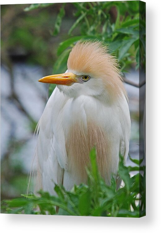 Egret Acrylic Print featuring the photograph Cattle Egret by Skip Willits