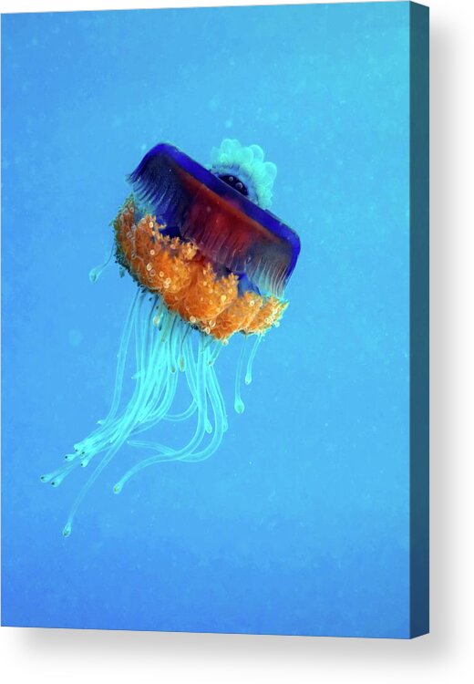 Cephea Cephea Acrylic Print featuring the photograph Cauliflower Jellyfish by Louise Murray